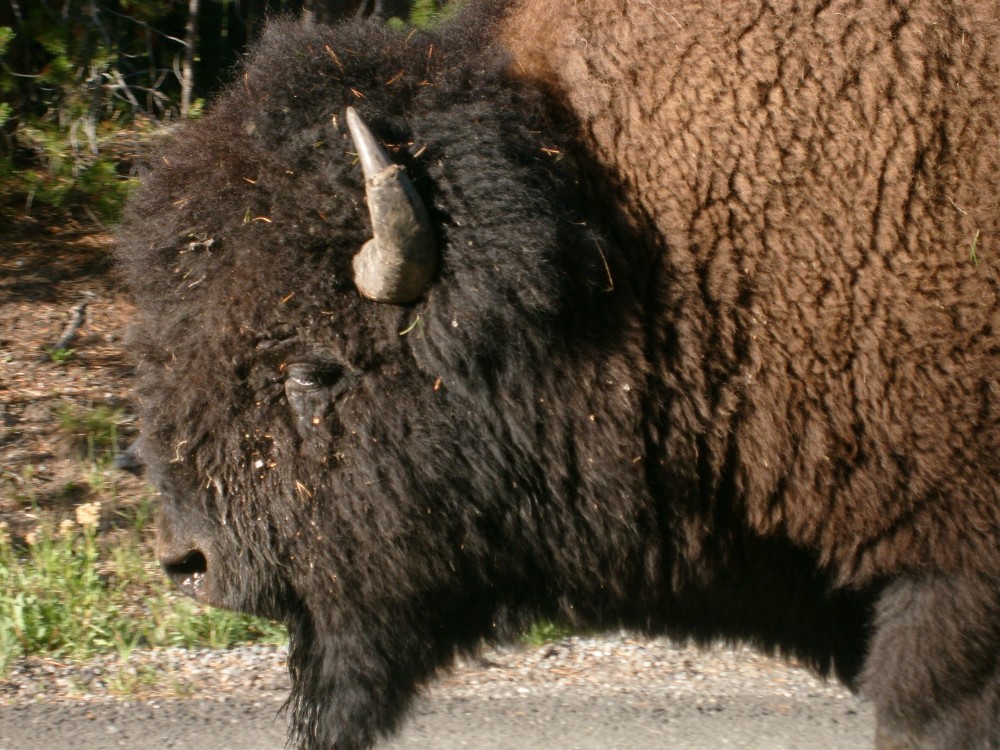 Yellowstone National Park: Where the buffalo roam. 